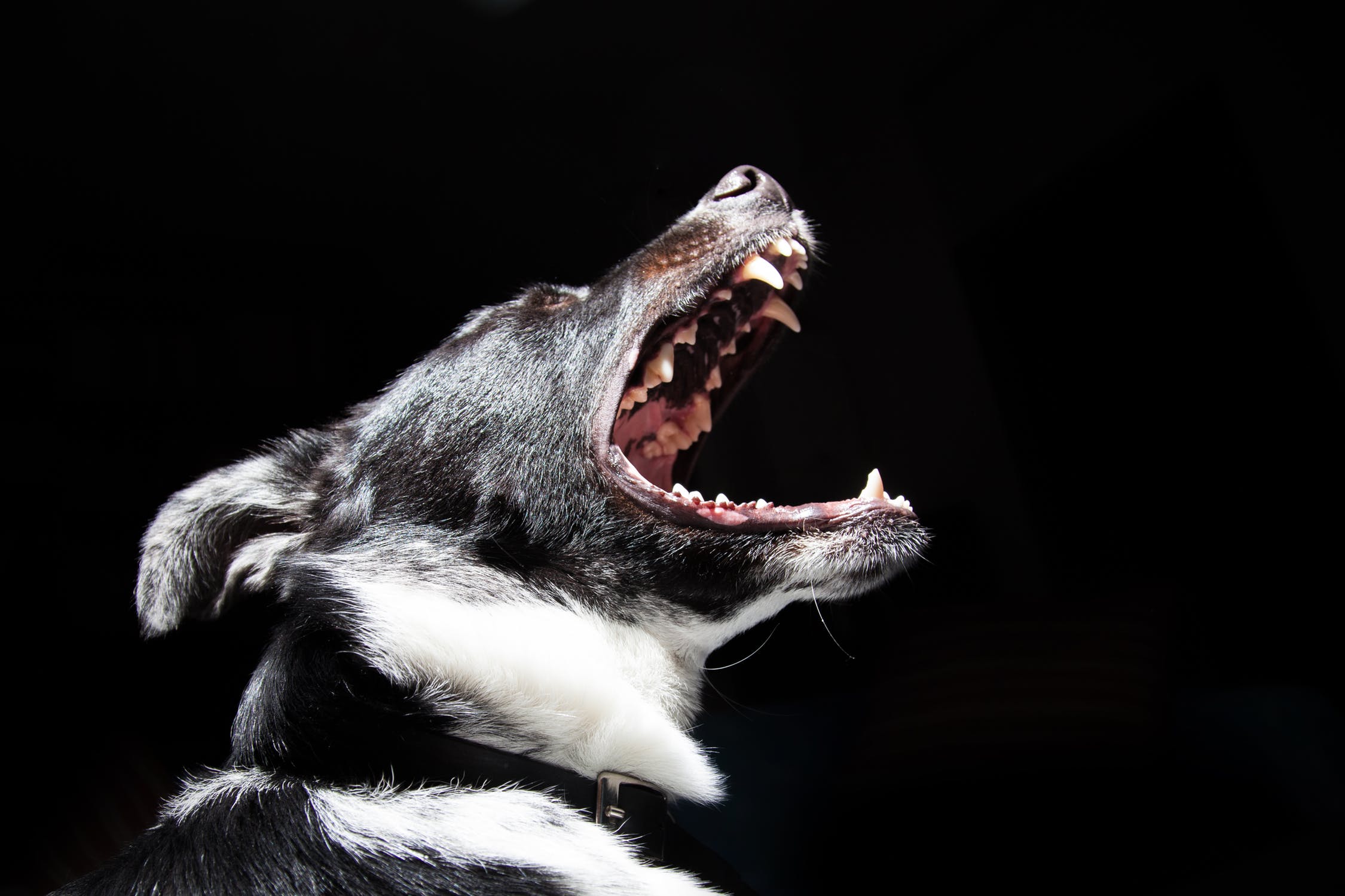 aggressive dog training in westchester ny
