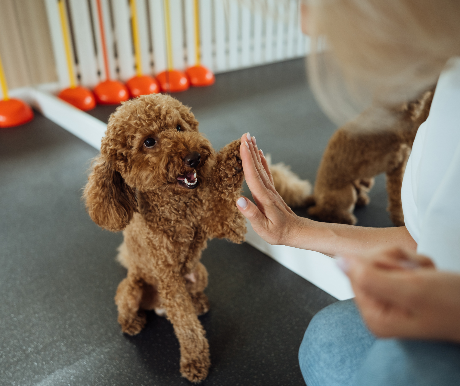 dog training westchester ny