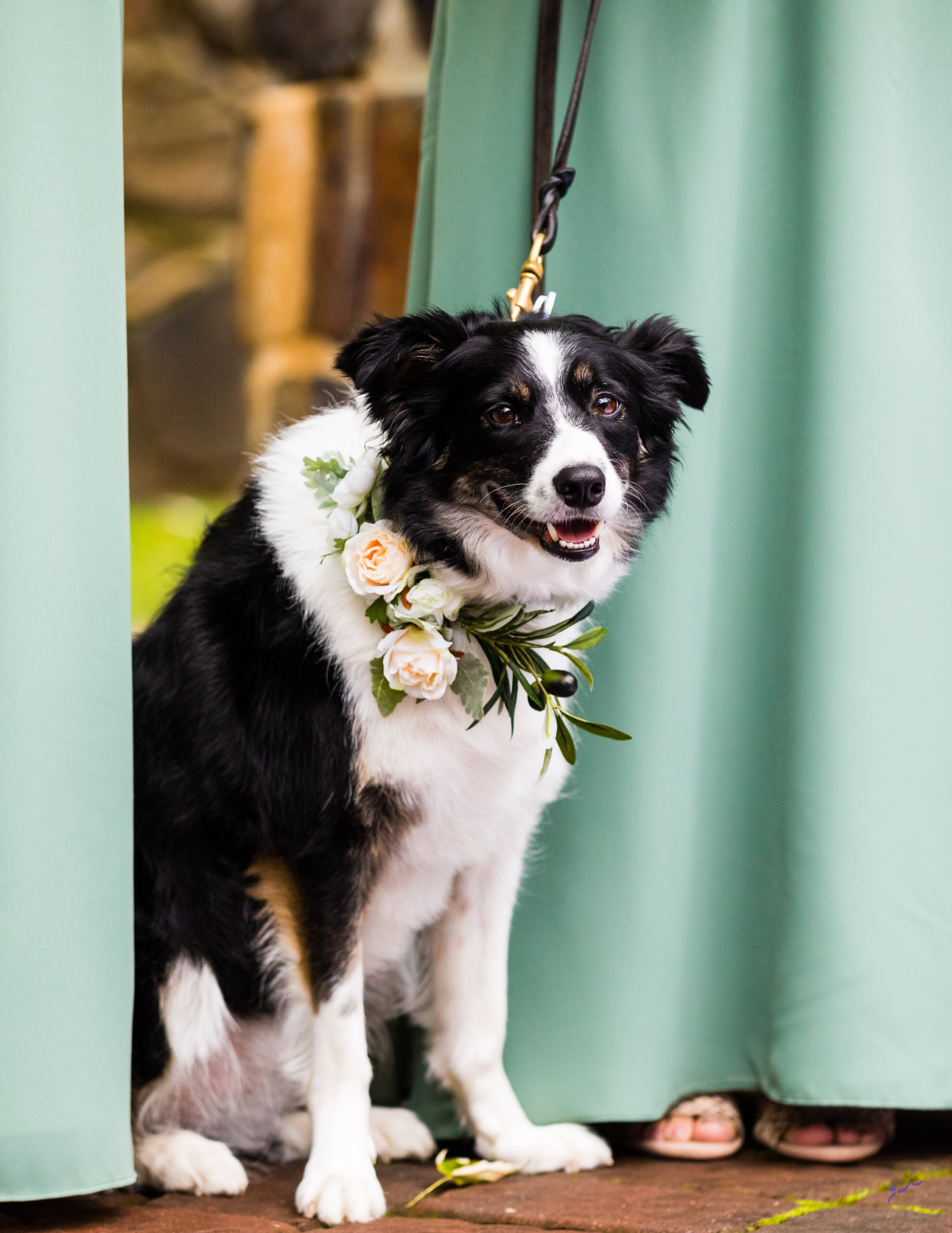 special event dog training in ct