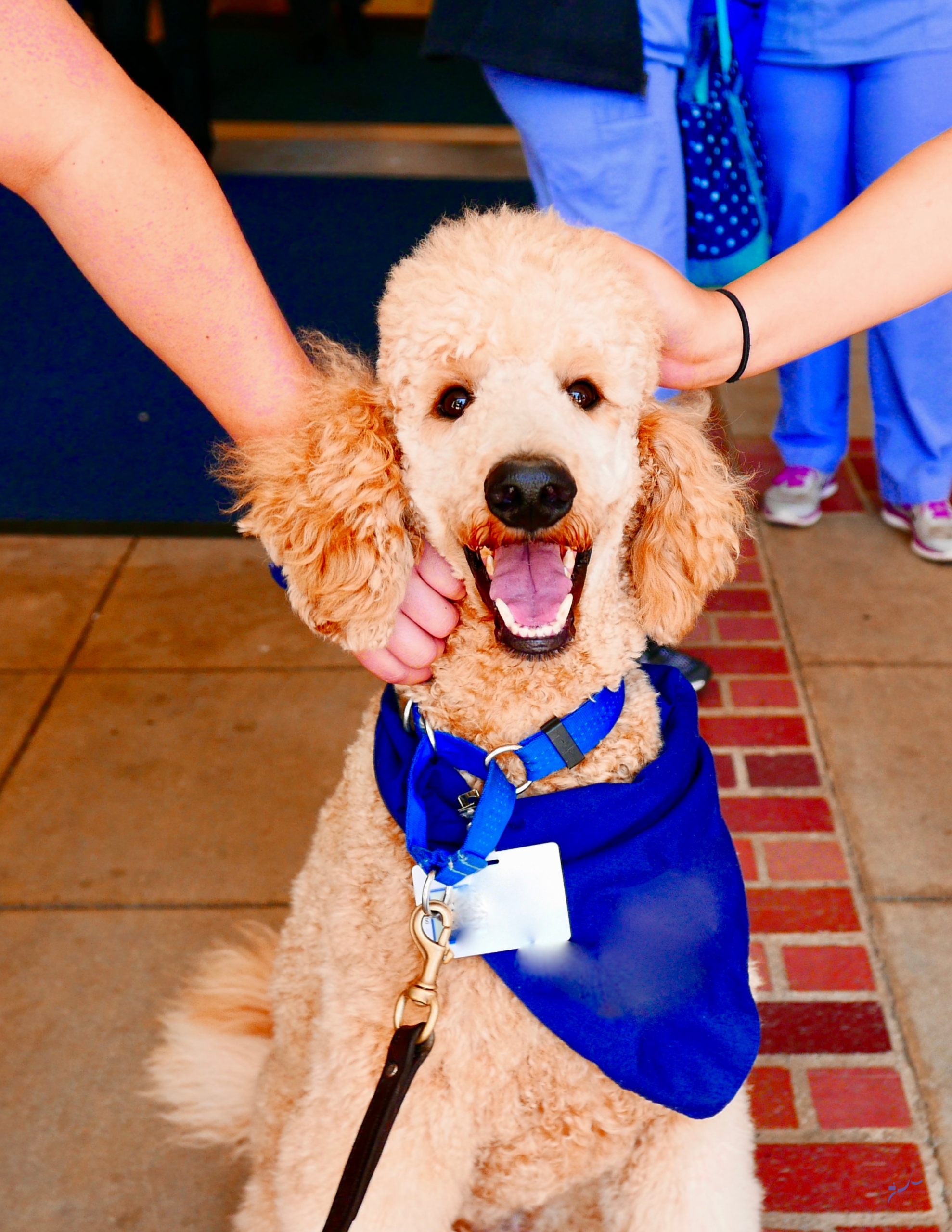what makes a good therapy dog