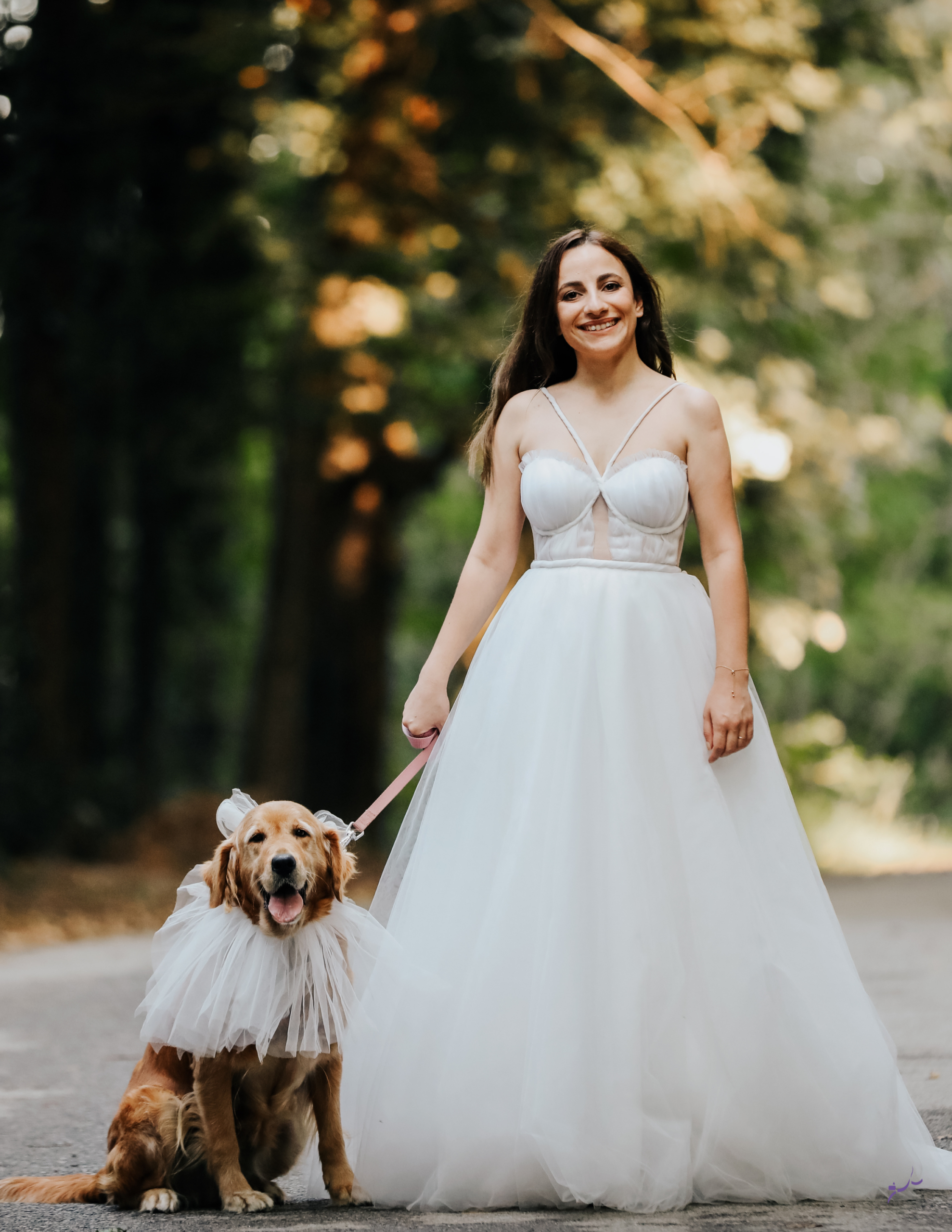 professional wedding dog training