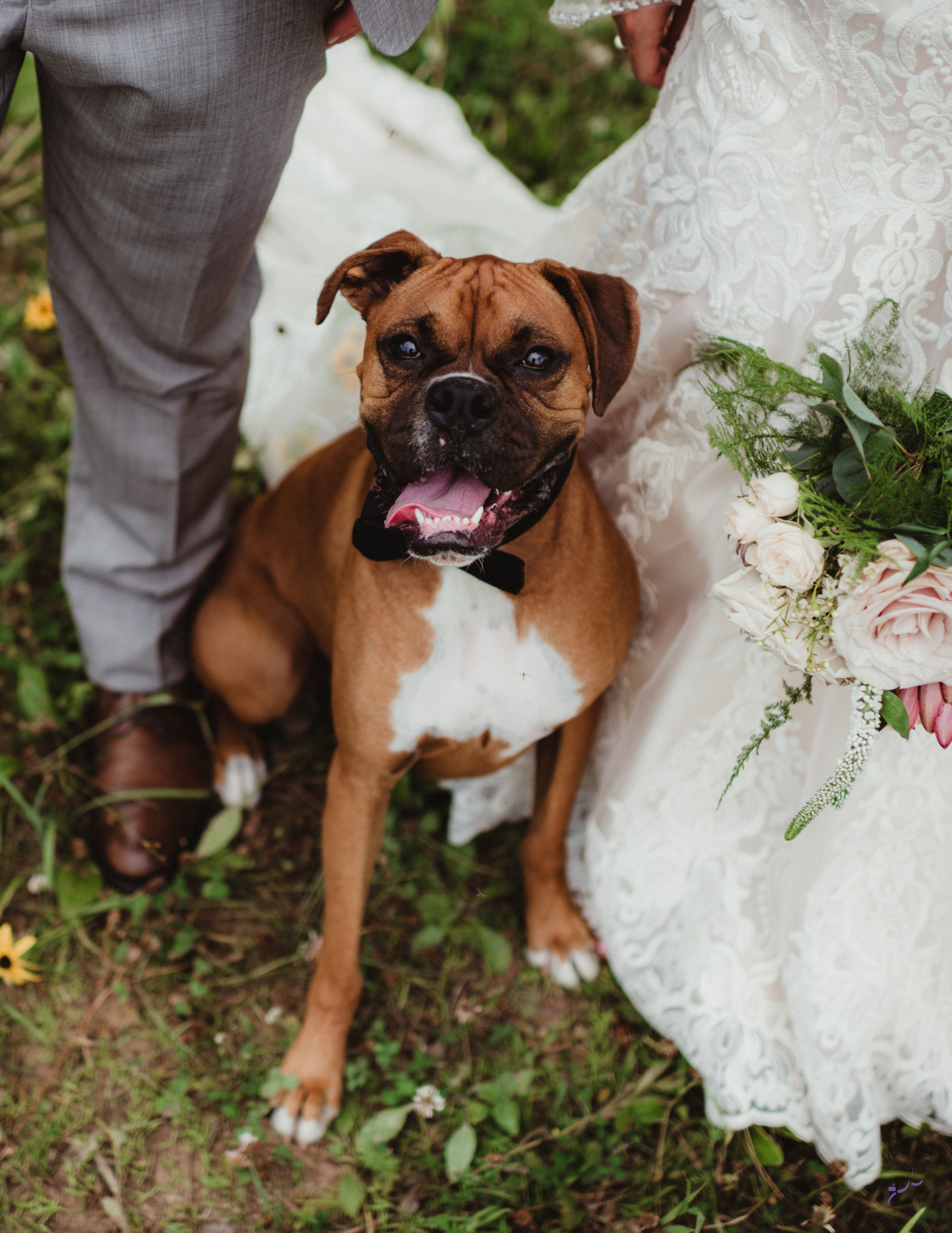 wedding event dog training in ct
