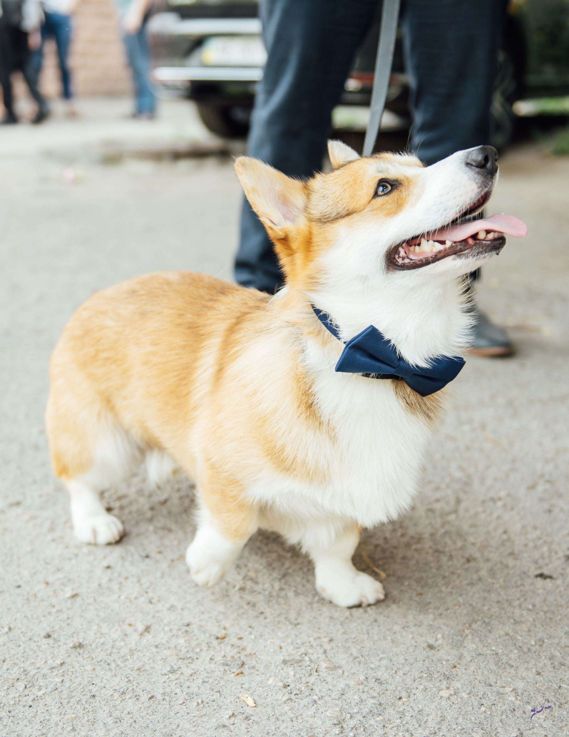 train your dog for events with camelot dog training