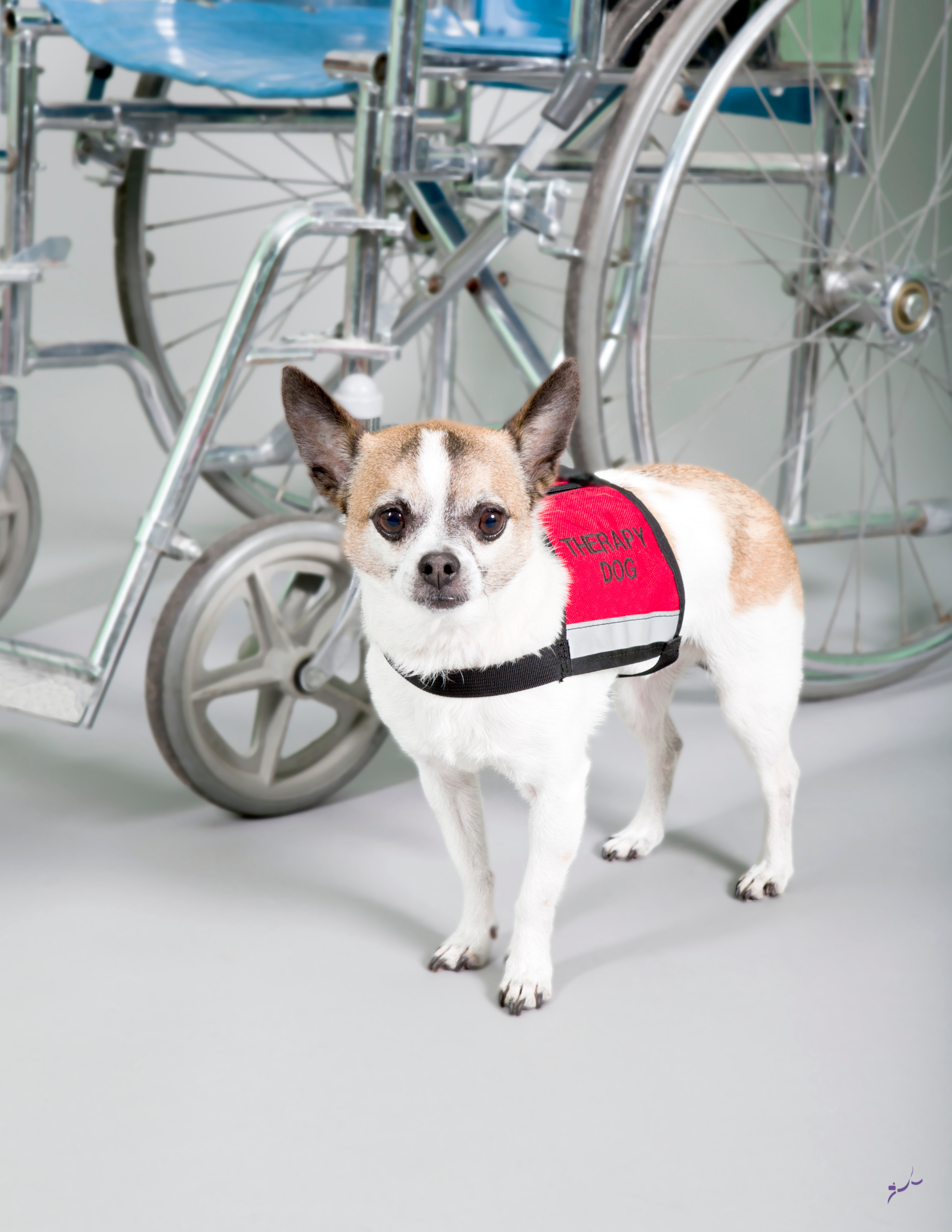 preparing for therapy dog certification