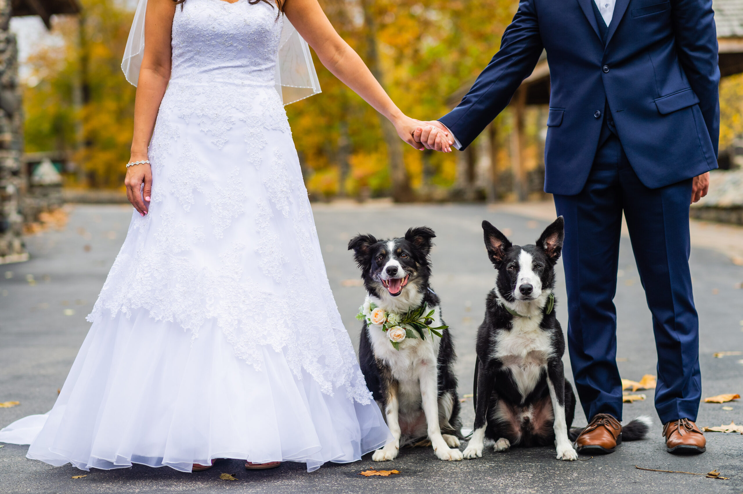 wedding and special event dog training