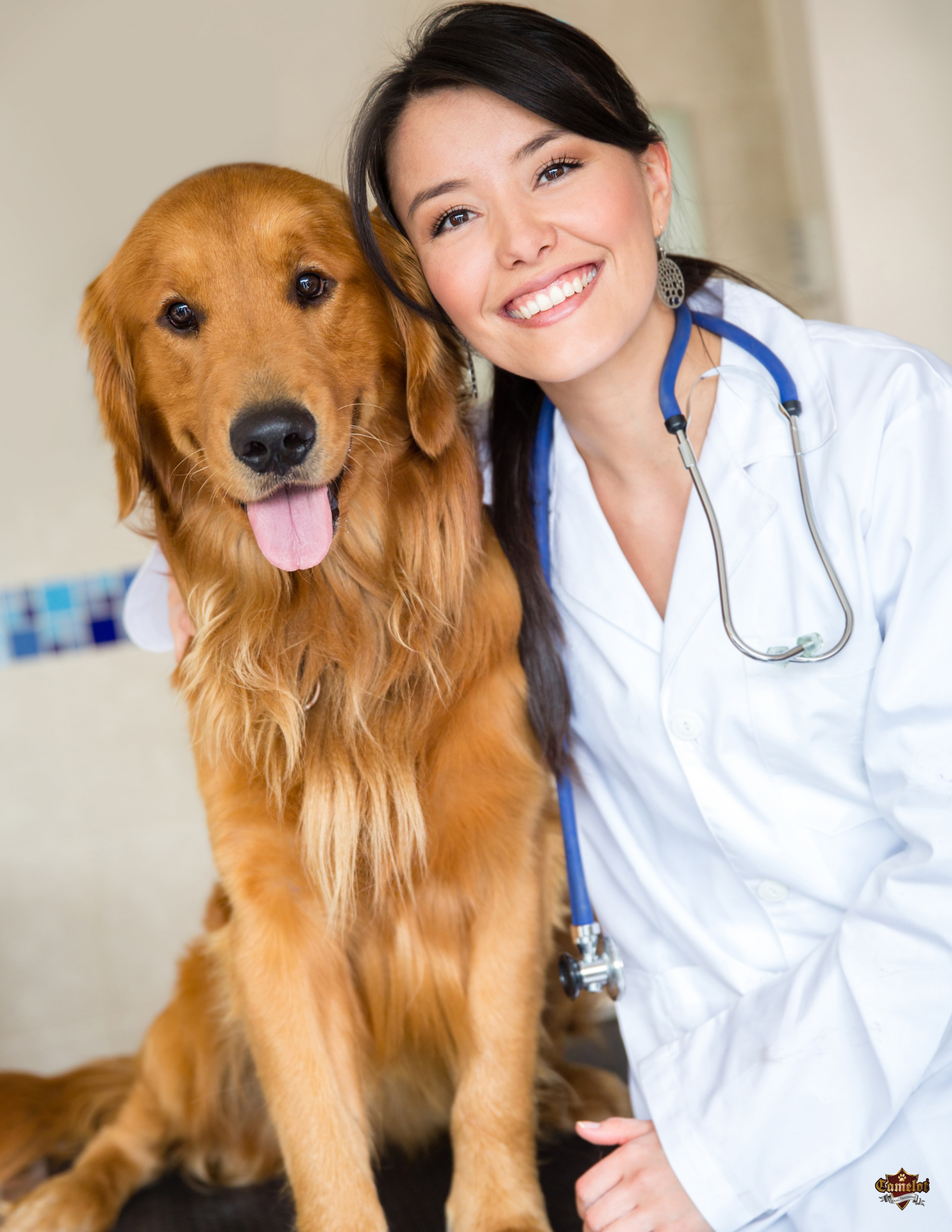 service dog training 