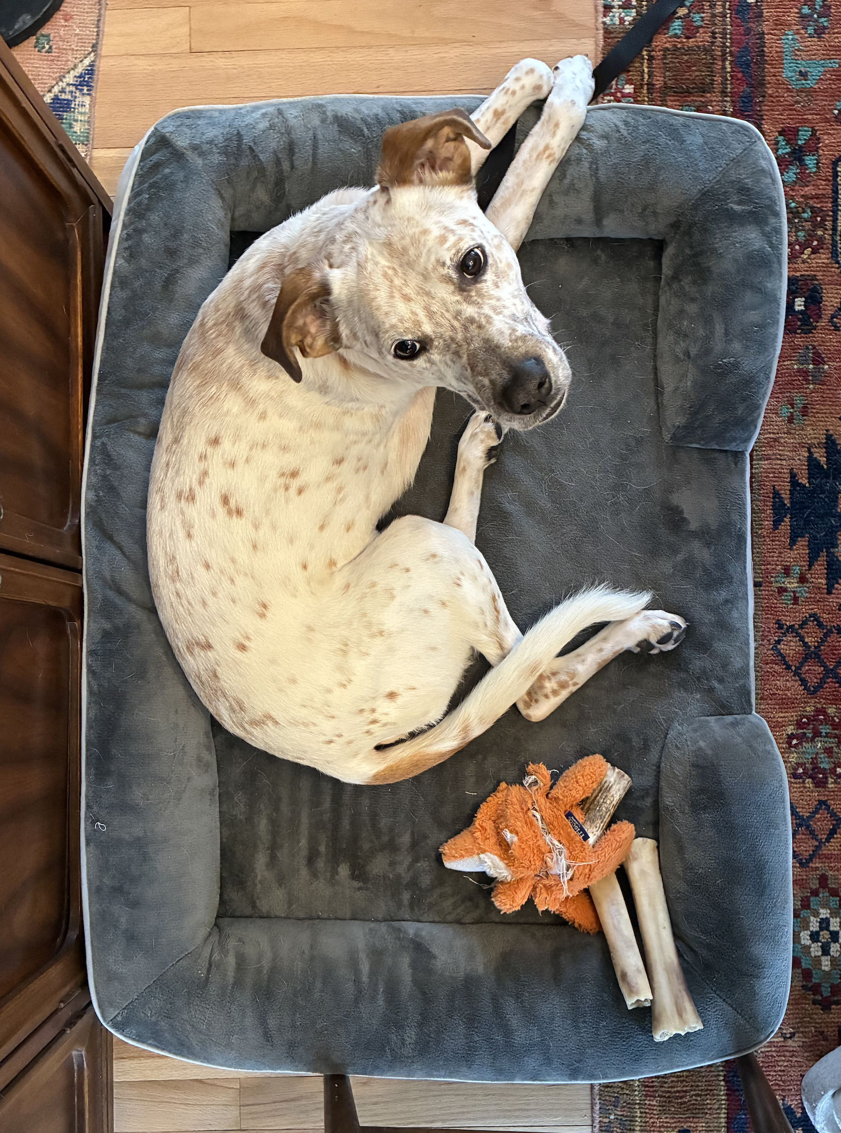 pre-adoption dog evaluations pre-adoption dog evaluations