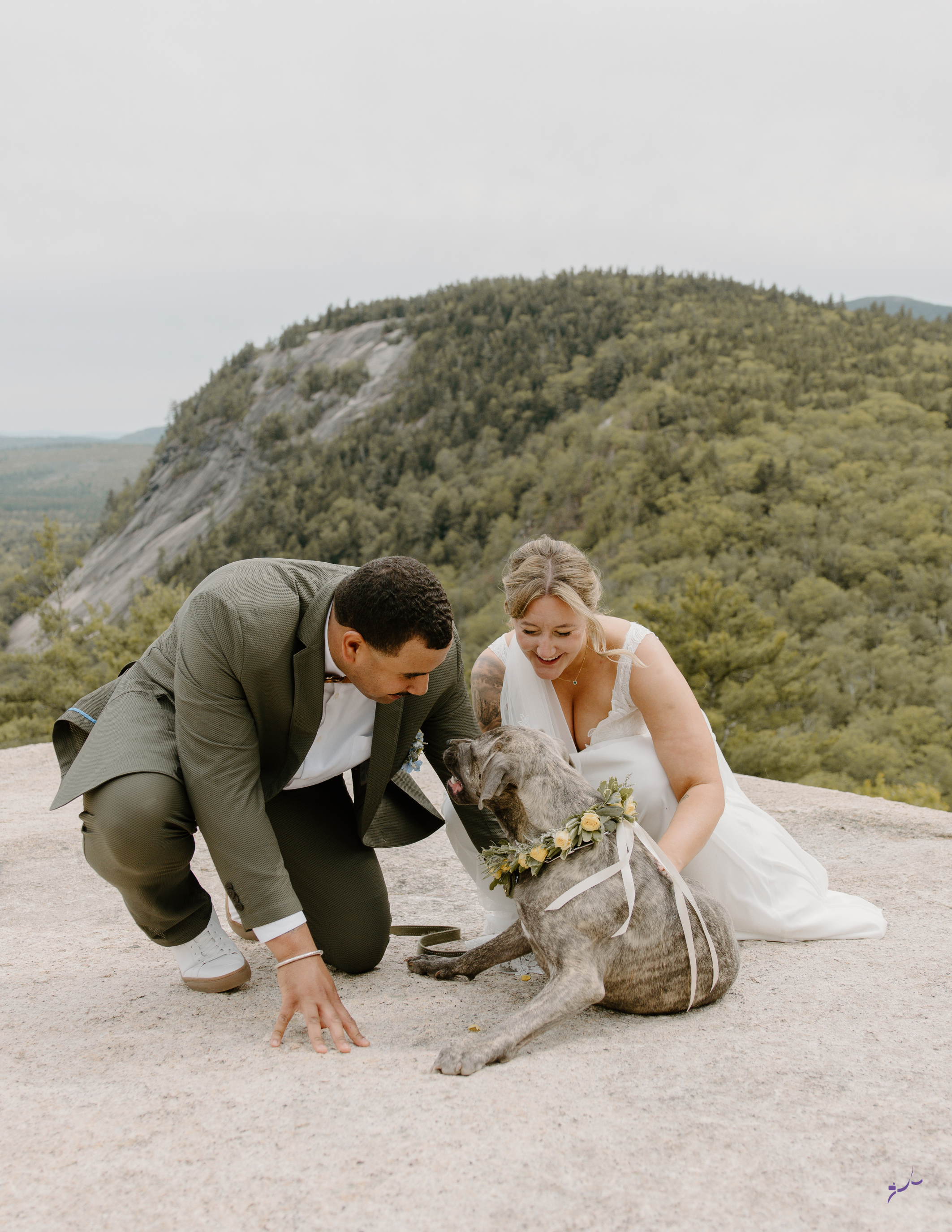 professional wedding dog training